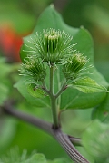 David Plant Photography - Wildlife Photography - Greater burdock - B