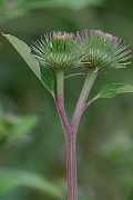 David Plant Photography - Wildlife Photography - Greater burdock - E
