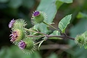 David Plant Photography - Wildlife Photography - Greater burdock - G