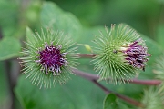 David Plant Photography - Wildlife Photography - Greater burdock - H