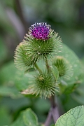 David Plant Photography - Wildlife Photography - Greater burdock - J
