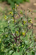 David Plant Photography - Wildlife Photography - Groundsel - B