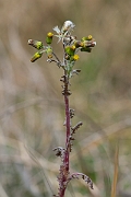 David Plant Photography - Wildlife Photography - Groundsel - C