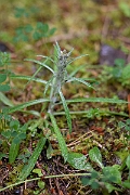 David Plant Photography - Wildlife Photography - Heath cudweed - A