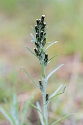 David Plant Photography - Wildlife Photography - Heath cudweed - B