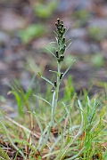 David Plant Photography - Wildlife Photography - Heath cudweed - C