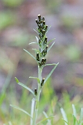 David Plant Photography - Wildlife Photography - Heath cudweed - D