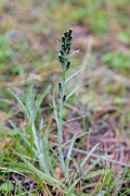 David Plant Photography - Wildlife Photography - Heath cudweed - E