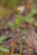 David Plant Photography - Wildlife Photography - Heath groundsel - A