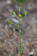 David Plant Photography - Wildlife Photography - Heath groundsel - C