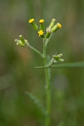 David Plant Photography - Wildlife Photography - Heath groundsel - D