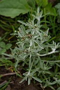 David Plant Photography - Wildlife Photography - Marsh cudweed - B
