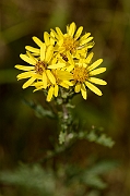 David Plant Photography - Wildlife Photography - Marsh ragwort - A