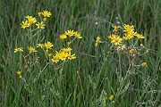 David Plant Photography - Wildlife Photography - Marsh ragwort - B