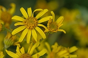 David Plant Photography - Wildlife Photography - Marsh ragwort - C