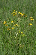 David Plant Photography - Wildlife Photography - Marsh ragwort - D