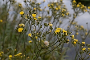 David Plant Photography - Wildlife Photography - Marsh sow-thistle - A