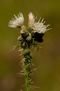 David Plant Photography - Wildlife Photography - Marsh thistle - A