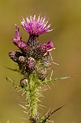 David Plant Photography - Wildlife Photography - Marsh thistle - B