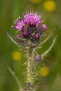 David Plant Photography - Wildlife Photography - Marsh thistle - C