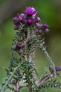 David Plant Photography - Wildlife Photography - Marsh thistle - E