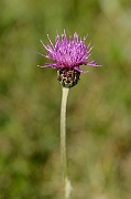 David Plant Photography - Wildlife Photography - Meadow thistle - A