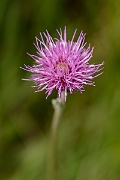 David Plant Photography - Wildlife Photography - Meadow thistle - B