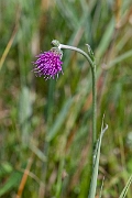 David Plant Photography - Wildlife Photography - Meadow thistle - C