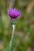 David Plant Photography - Wildlife Photography - Meadow thistle - D