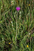 David Plant Photography - Wildlife Photography - Meadow thistle - E