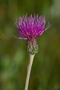 David Plant Photography - Wildlife Photography - Meadow thistle - F