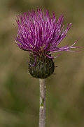 David Plant Photography - Wildlife Photography - Melancholy thistle - C