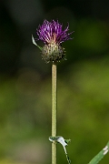 David Plant Photography - Wildlife Photography - Melancholy thistle - D