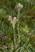 David Plant Photography - Wildlife Photography - Mountain everlasting - A