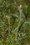 David Plant Photography - Wildlife Photography - Mountain everlasting - B