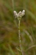 David Plant Photography - Wildlife Photography - Mountain everlasting - C