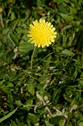 David Plant Photography - Wildlife Photography - Mouse-ear hawkweed - A