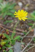 David Plant Photography - Wildlife Photography - Mouse-ear hawkweed - B