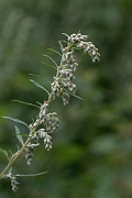 David Plant Photography - Wildlife Photography - Mugwort - A