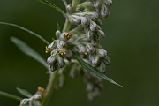 David Plant Photography - Wildlife Photography - Mugwort - B