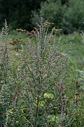 David Plant Photography - Wildlife Photography - Mugwort - C