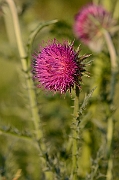 David Plant Photography - Wildlife Photography - Musk thistle - A