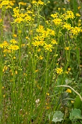 David Plant Photography - Wildlife Photography - Narrow-leaved ragwort - A