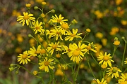 David Plant Photography - Wildlife Photography - Narrow-leaved ragwort - B