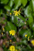 David Plant Photography - Wildlife Photography - Nipplewort - C