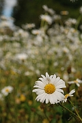 David Plant Photography - Wildlife Photography - Oxeye daisy - A