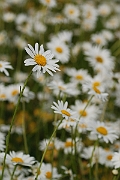 David Plant Photography - Wildlife Photography - Oxeye daisy - C