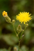 David Plant Photography - Wildlife Photography - Perennial sow-thistle - A