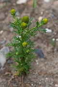 David Plant Photography - Wildlife Photography - Pineapple mayweed - A