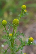 David Plant Photography - Wildlife Photography - Pineapple mayweed - B